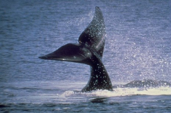 viajes-ballena-franca.jpg