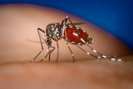 gran-preocupacion-por-el-dengue-en-la-argentina.jpg